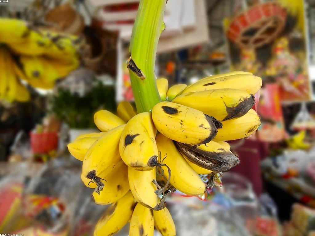 កំសាន្តក្នុងប្រទេសកម្ពុជា: របៀបស្វែងរកកន្លែងទេសចរណ៍ដែលគួរឱ្យចាប់អារម្មណ៍